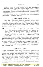 Image result for Lipocarpha kernii