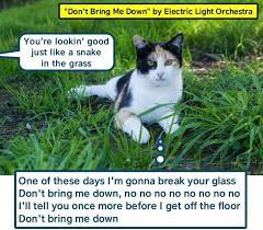 Don T Bring Me Down By Electric Light Orchestra Lolcats Lol Cat Memes Funny Cats Funny Cat Pictures With Words On Them Funny Pictures Lol Cat Memes Lol Cats