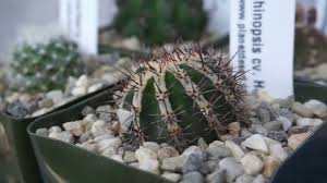 Castleist is the central online source for searching for castles for sale and the 'castles for sale' market in england offers an interesting range of options for castle buyers. Planet Desert Cactus And Succulent Plants For Sale