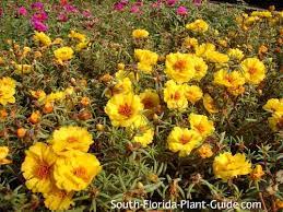 We did not find results for: South Florida Annuals