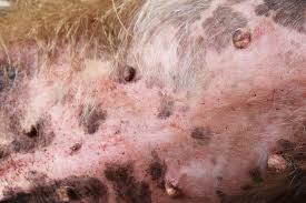 Yeast dermatitis or malassezia dermatitis is caused by the fungus malassezia pachydermatis. Common Skin Problems In Dogs