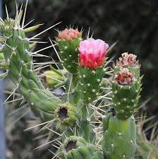 Image result for Austrocylindropuntia