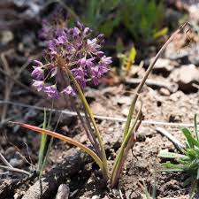 Image result for Alliaceae