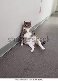 Foto Stok Fat Cat Sitting Like Person Edit Sekarang 1056768857