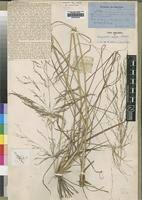 Image result for Eragrostis rotifer