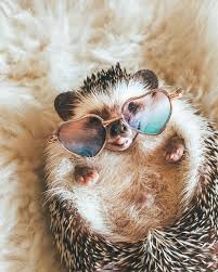 Or what are the deadliest animals to human? Herbee The Happy Hedgehog On Instagram Think Hippie Thoughts Baby Animals Funny Cute Animal Photos Cute Little Animals