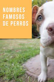 103 Nombres De Perros Famosos Influencers Nombres De Perros Famosos Nombres De Perros Nombres Para Perros Machos