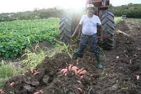 Installez le tubercule sur un vase à amaryllis. Antilles La Patate Douce En Guadeloupe Une Culture Traditionnelle Reussir Fruits Legumes Fld