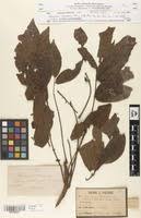 Image result for Antrocaryon