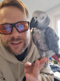 Training African Grey