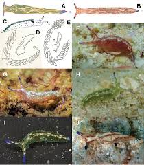 Image result for Kotschya stolonifera