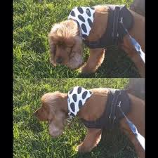 Kedi Ve Kopek Tasmasi Bileklik On Instagram Zaten Cok Yakisikliydim Yeni Bandanamla Daha Yakisikli Oldum Sanki Biraz Tozunu Attiriyim Dog Leash Dogs Animals