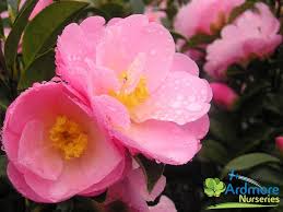 Camellia Hybrid Nicky Crisp Outstanding Shrub Slow Dense Bushy Growth Excellent Small Semi Double Pale Lavender Pink F With Images Plant Nursery Pink Flowers Flowers