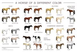 Heres A Really Nice Horse Color Chart By Sarah Slater
