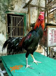 Ayam Birma Rooster Probolinggo