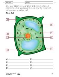 You can create printable tests and worksheets from these grade 6 cell structure and function questions! Microscopic Work Lesson Plan Grade 6 By On The Mark Press Tpt