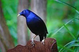 Check spelling or type a new query. Free Birds Images Free Stock Photos Download 2 661 Free Stock Photos For Commercial Use Format Hd High Resolution Jpg Images