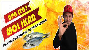 Jenis pupuk yang dilarutkan bisa berupa pupuk hijau, pupuk kandang, pupuk kompos atau campuran semuanya. Mol Ikan Baja Organik Terbaik Tutorial Penjelasan Youtube
