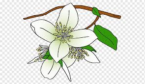 Make sure you have enough blue crayons to get you through this sheet! Syringa State Flower Drawing Idaho S Leaf Branch Symmetry Png Pngwing
