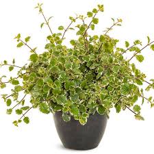 Image result for Plectranthus elegans