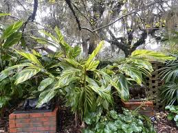 Image result for Alpinia zerumbet