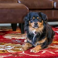 We have found squeeges, flip flop, baking soda, rubber gloves and balloons are top solutions. How To Get Dog Hair Out Of Carpet Easily Using Simple Methods Glamorous Dogs
