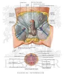 Because the layer of subcutaneous fat and loose connective tissue (coloured yellow in the drawing) is not firmly anchored to the shaft skin, considerable longitudinal movement of the shaft skin is possible. Ligamentous And Fascial Support