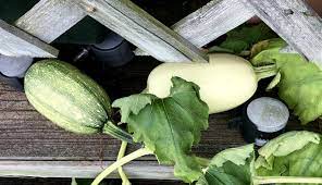 Is The Green One A Spaghetti Squash All The Others Started As A Milky Color Gardening Garden Diy Home Flowers Roses Natu Spaghetti Squash Squash Green