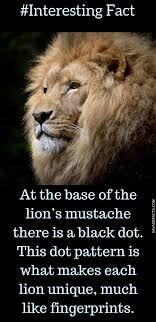Pin On Animal Facts