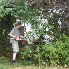 Wie kann man bäume zuschneiden? Hecken Straucher Und Baume Schneiden Die Besten Hecken Und Astscheren Libellius
