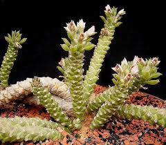 Image result for Euphorbia chevalieri