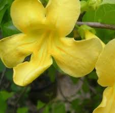 Image result for Dolichandra