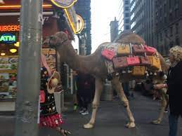 Isaiah 9:16 for those who guide this people mislead them, and those they mislead are swallowed up. Oshrat Carmiel On Twitter No Big Deal Just A Camel Crossing The Street In Midtown Manhattan This Morning Nyc