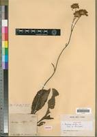 Image result for Berkheya setifera