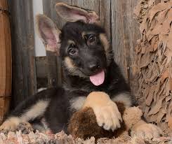 Black And Tan German Shepherd Puppies For Sale Black Tan German Shepherd Puppies For Sale Lexi One Bark Plaza German Shepherd Puppies Shepherd Puppies German Shepard Puppies