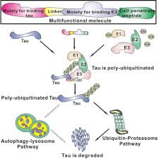 Gửi email yêu cầu vetting qua địa chỉ email Specific Knockdown Of Endogenous Tau Protein By Peptide Directed Ubiquitin Proteasome Degradation Sciencedirect