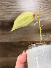 Image result for Polystachya spatella