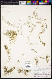 Image result for Ceratophyllum muricatum