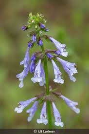 Image result for Seidelia