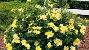 Rose double knock out® description knockout roses have proven their value to american gardeners with their disease resistant foliage & heavy flower show. Sunny Knockout Rose Only Fragrant Member In The Knock Out Family Slightly More Compact Upright Pixies Gardens