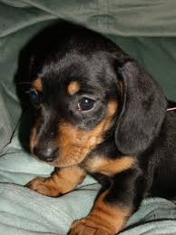 Black And Tan Long Haired Dachshund For Sale Black And Tan Dachshund Puppy Mini Shorthaired Dachshund Black N Tan Pup 4 Sale Lowestoft Suffolk Daschund Puppies Dachshund Breed Dachshund Puppy Black