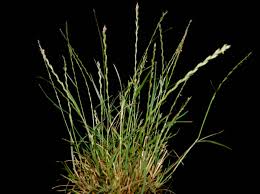 Image result for Tripogon