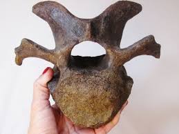 Hadrosaur Neck Vertebra Dinosaur Fossil Ebay Dinosaur Fossils Animal Skeletons Fossil