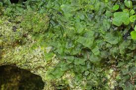 Image result for Lomariopsis