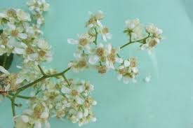 Image result for Tetracera alnifolia