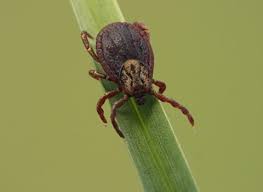 Are you tired of paying your hard earned money for pest control service and being disappointed in the results. Saratoga Springs Ny Pest Control Services From Thomas Pest Services