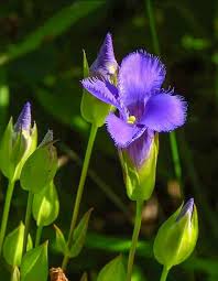 Image result for Renealmia susanneae-katziae