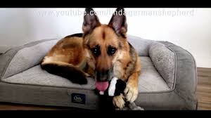 We did not find results for: German Shepherd Take Over The Owner Bed Youtube