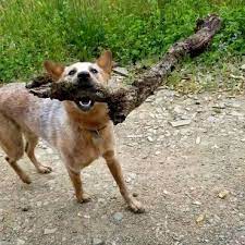 Uncertain About The Red Heeler Here S What You Need To Know K9 Web