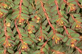 Image result for Euphorbia inaequilatera